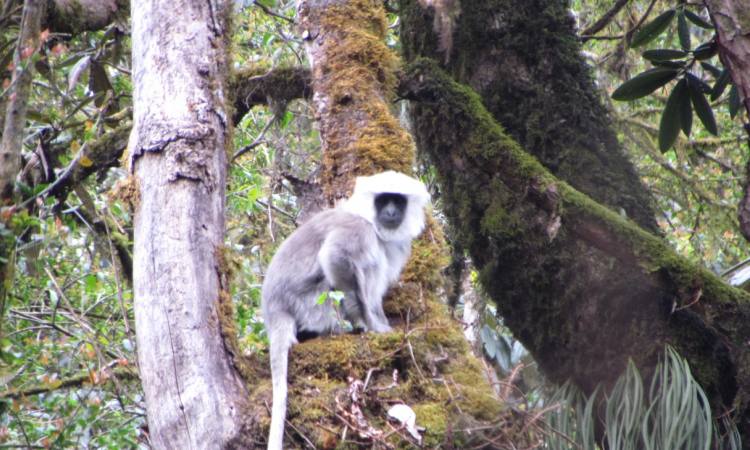 Manaslu Circuit Trek  Offer for  2023-2024